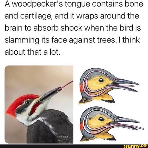 A woodpecker's tongue contains bone and cartilage, and it wraps around ...