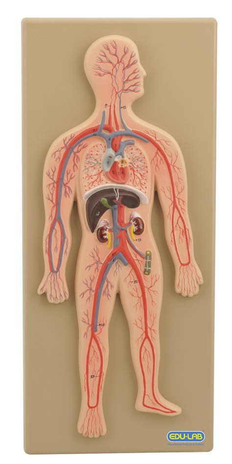 Model: Circulatory System (Human) - Edulab