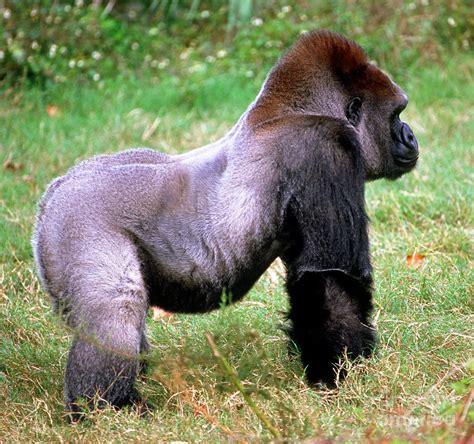 Western Lowland Gorilla Photograph by Millard H. Sharp