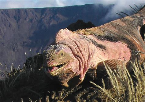 Darwin's pink iguanas are all fine after Galapagos volcano eruption ...