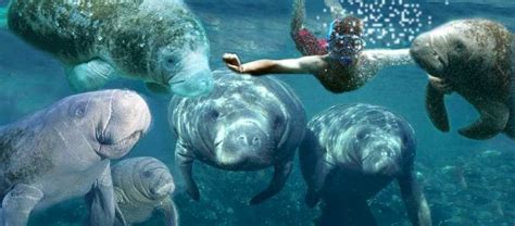 Crystal River Manatee Tours, Native Vacations, Manatee Snorkel Tours ...