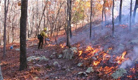 Prescribing fire in eastern oak forests: is time running out? - Oak ...