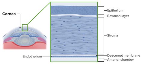 Corneal Epithelium Layers