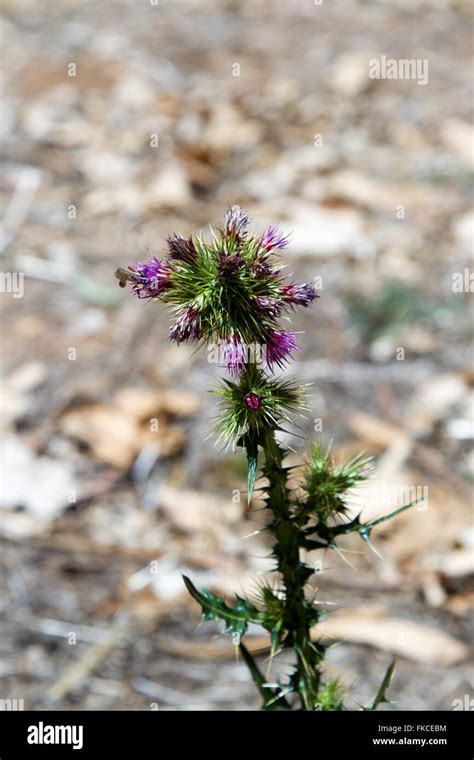 Ethiopian flowers hi-res stock photography and images - Alamy