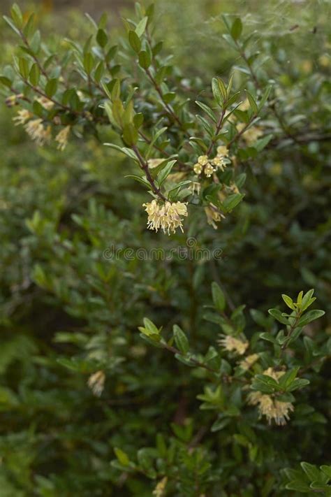 Lonicera Nitida Shrub in Bloom Stock Photo - Image of green ...