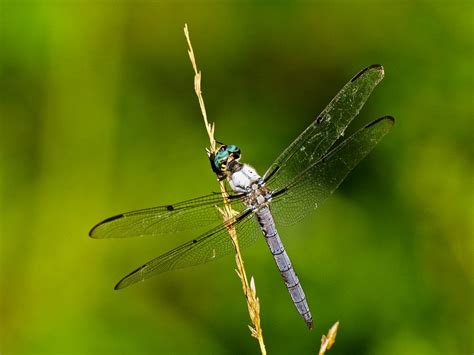 Mosquito Eater | Mosquito eater, Mosquito, Damselfly