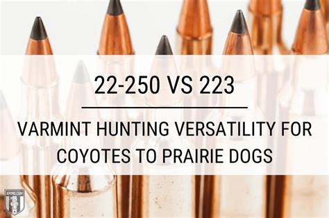 22-250 vs 223: Hunting Caliber Comparison by Ammo.com