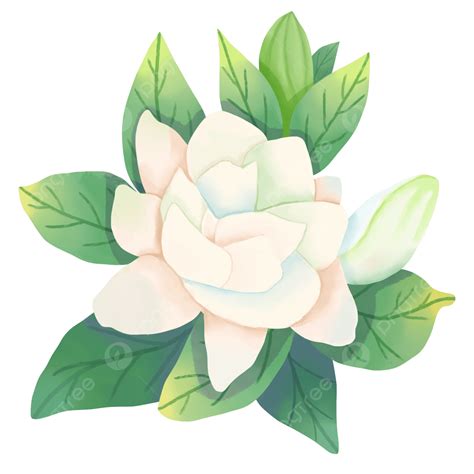 White Flower Gardenia, Gardenia, White Flower, Flowers PNG Transparent ...