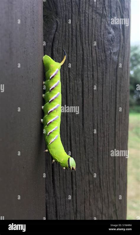 Privet Hawk Moth Caterpillar Stock Photo - Alamy