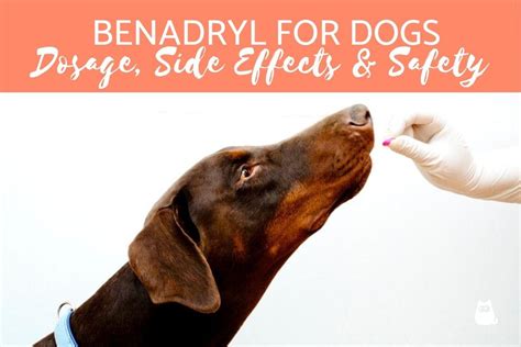 Benadryl for Dogs: Guide for Dosage, Side Effects and Safety