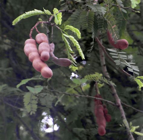 [10000印刷√] tamarind fruit tree 809965-Tamarindus indica fruit tree