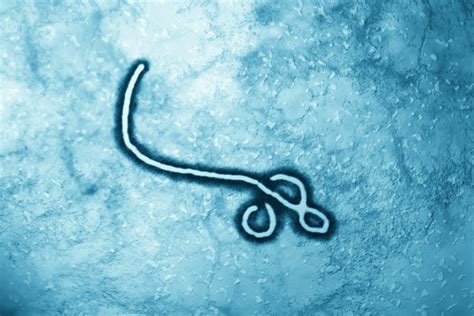 Learn about Ebola virus from Department of Infection Prevention ...