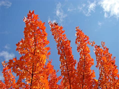 Blue Sky art prints Orange Autumn Leaves Photograph by Patti Baslee ...