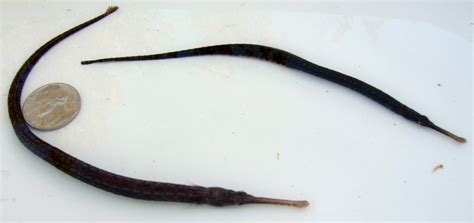 Pipefish - KP Aquatics