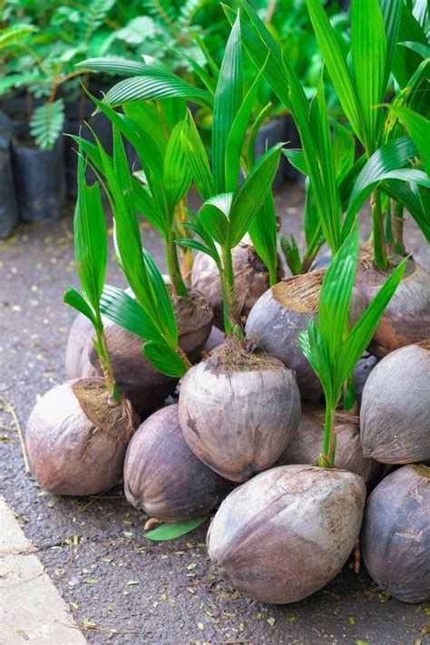 Buy Kerala Coconut Plant » GETSVIEW MARKET