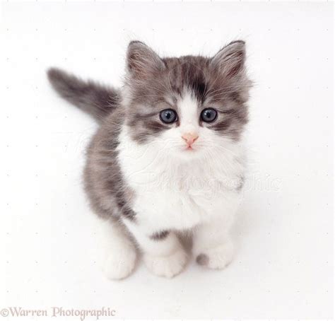 grey and white kitten - Google Search … | Baby cats, Kittens and ...