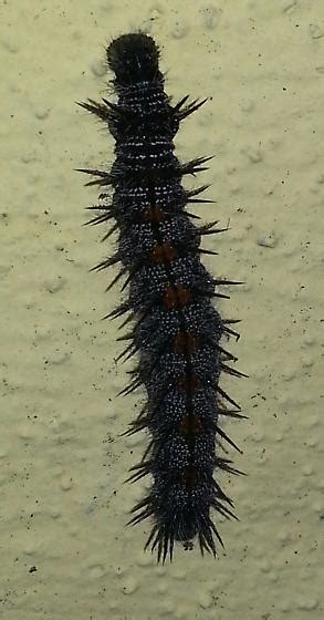 Black furry (spiny?) caterpillars all over my Southern California home ...