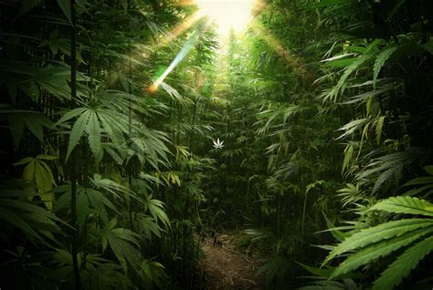 Weed 4k Wallpapers - Wallpaper Cave