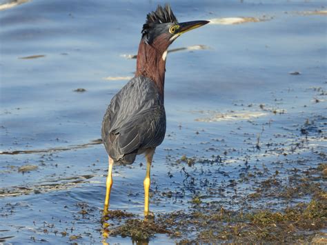 Green Heron - Project-Nature