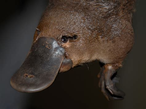 Platypus Symbolism; A message - Spirit Animal Totems