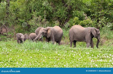 Elephants Eating Green Grass Stock Image - Image of conservation ...