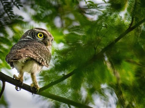 Forest Owlet: Why is it critically endangered?