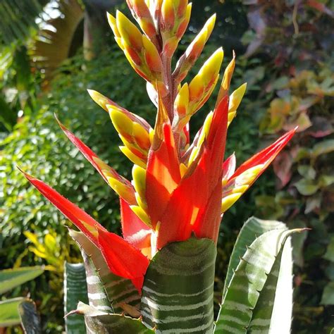 Aechmea_Chantinii It is a bromeliad native to the Amazon Rainforest ...