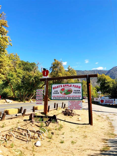 Apple picking in Oak Glen at Riley's Apple Farm