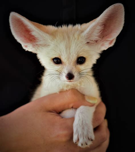 Fennec Fox - Zoo & Snake Farm New Braunfels