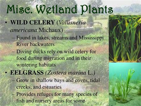 PPT - Wetland Plants PowerPoint Presentation, free download - ID:1250444