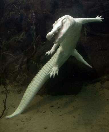 Amazing Albino Gator Saint Augustine Alligator Farm Florida | Albino ...