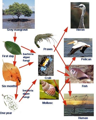 Mangroves of Australia