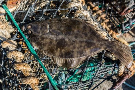 Flatfish Identification A Simplified Guide to Common Flatfish | Planet ...