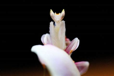 Orchid Mantis Stock Photos, Pictures & Royalty-Free Images - iStock