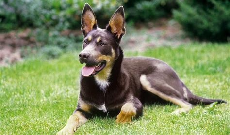 Australian Kelpie: The Ultimate Breed Guide 2020 | Pups4Sale breeders ...