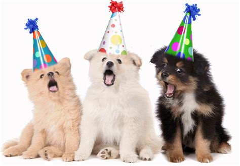 Dogs Singing Happy Birthday