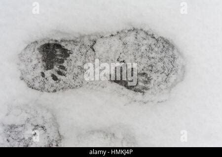 Raccoon tracks in a boot footprint the snow Stock Photo - Alamy