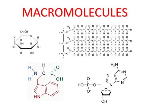 Macromolecule Structure | 559 plays | Quizizz