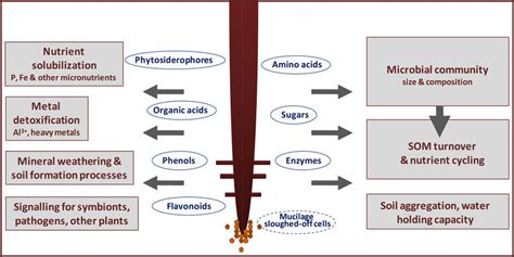 Schematic overview of rhizosphere processes driven by organic compounds ...