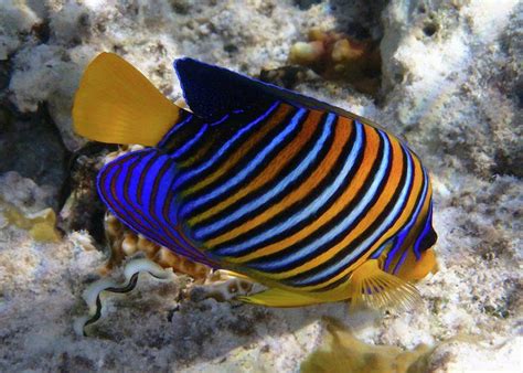 The Royal Angelfish is so gorgeous. The colors and the pattern are ...