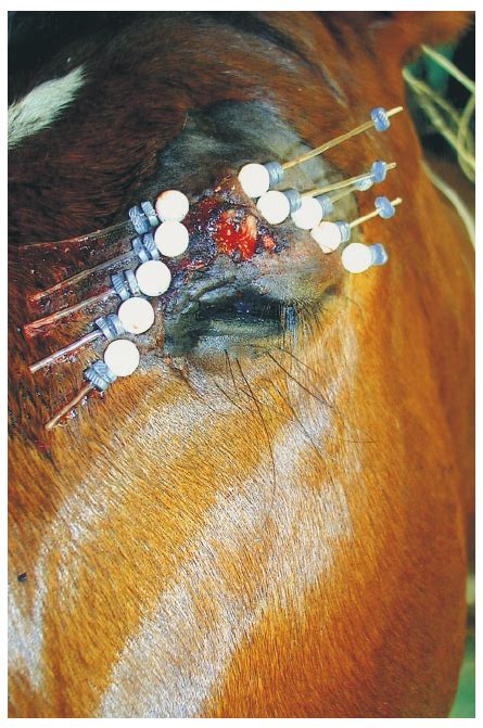 Mixed nodular and fibroblastic periocular sarcoid in horse 8 following ...