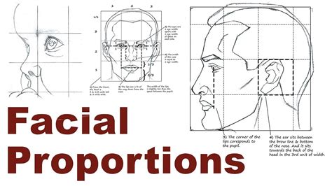 Portrait Drawing Basics 2/3 - Facial & Head Proportions - YouTube