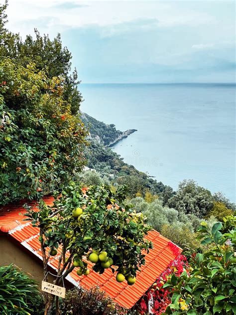 Punta Chiappa and Lemon Tree in Liguria Hiking Trail Panorama, Italy ...