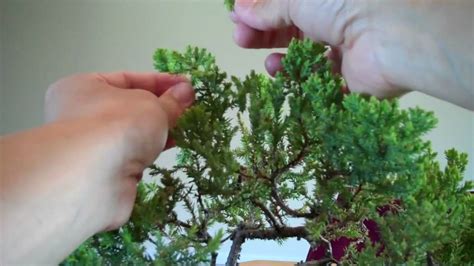 Juniper Bonsai Annual pruning and potting Part 2.mp4 - YouTube