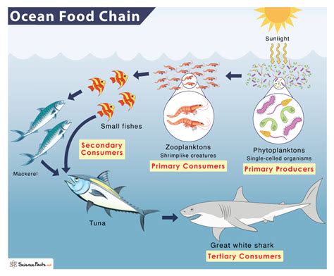 Ocean (Marine) Food Chain: Examples and Diagram