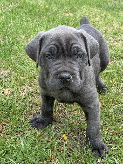 Cane Corso Puppies For Sale | Elmhurst, IL #328230