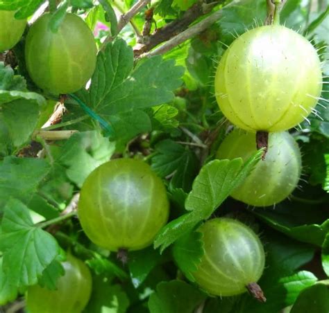 Growing Gooseberry Bushes In The Yard | Gooseberry bush, How to grow ...