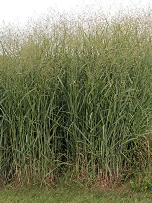 Switch Grass, Panicum virgatum – Wisconsin Horticulture