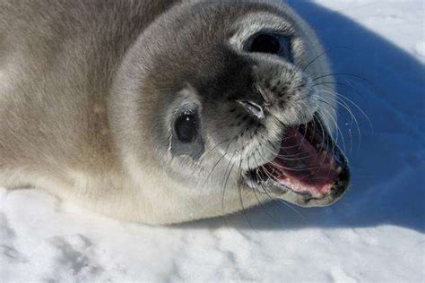 Scientists seek citizens' help in first-ever census of Weddell seals