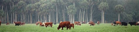 Deseret Ranches Of Florida | Cattle